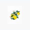 Lemon Blossom Art Print
