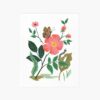 Garden Rose Art Print
