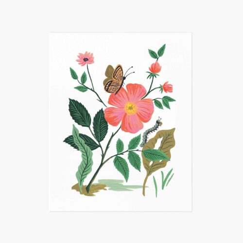 Garden Rose Art Print