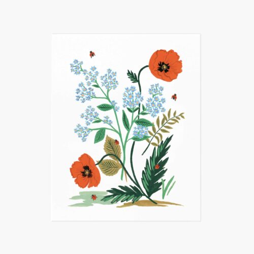 Iceland Poppy Art Print
