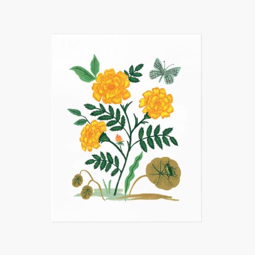 French Marigold Art Print