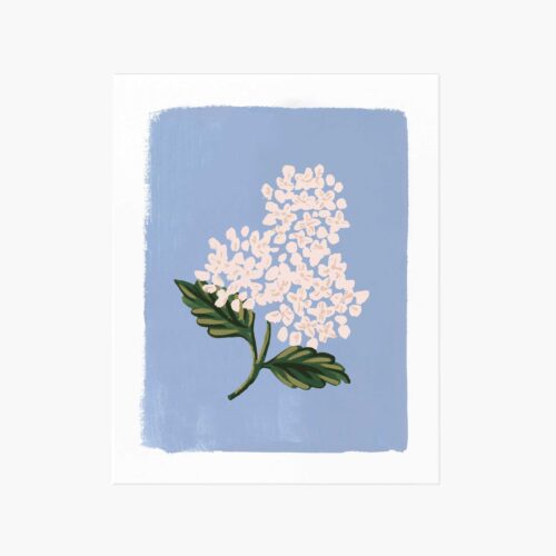 Hydrangea Bloom Blue Art Print