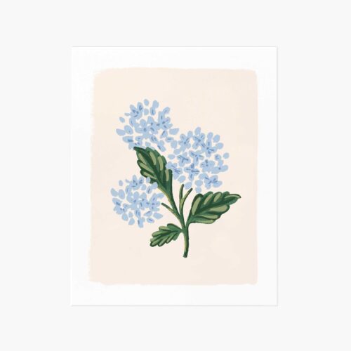Hydrangea Bloom Cream Art Print
