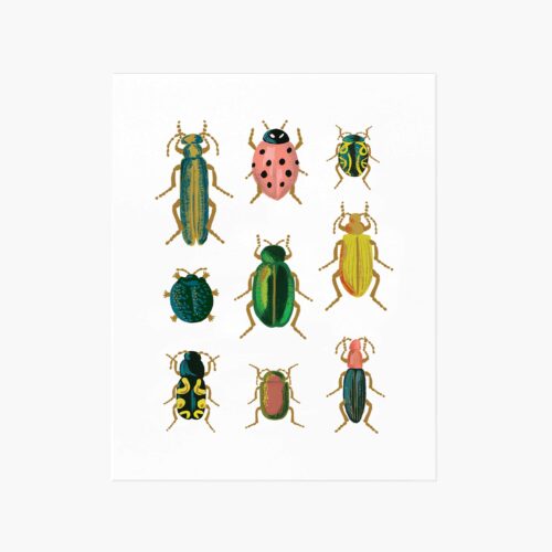 Curio Art Print